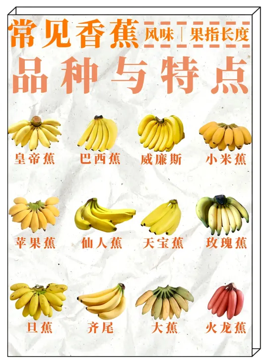 🍌香蕉品种大赏 | 你吃过几种？