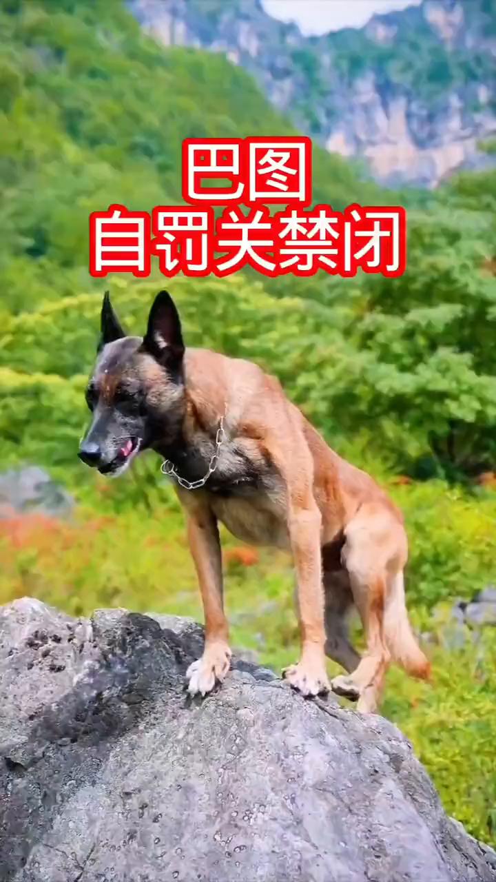巴图自罚关禁闭。
注意看，狗主人让巴图去丢垃圾，听话的巴图就叼着垃圾袋跑到街边。