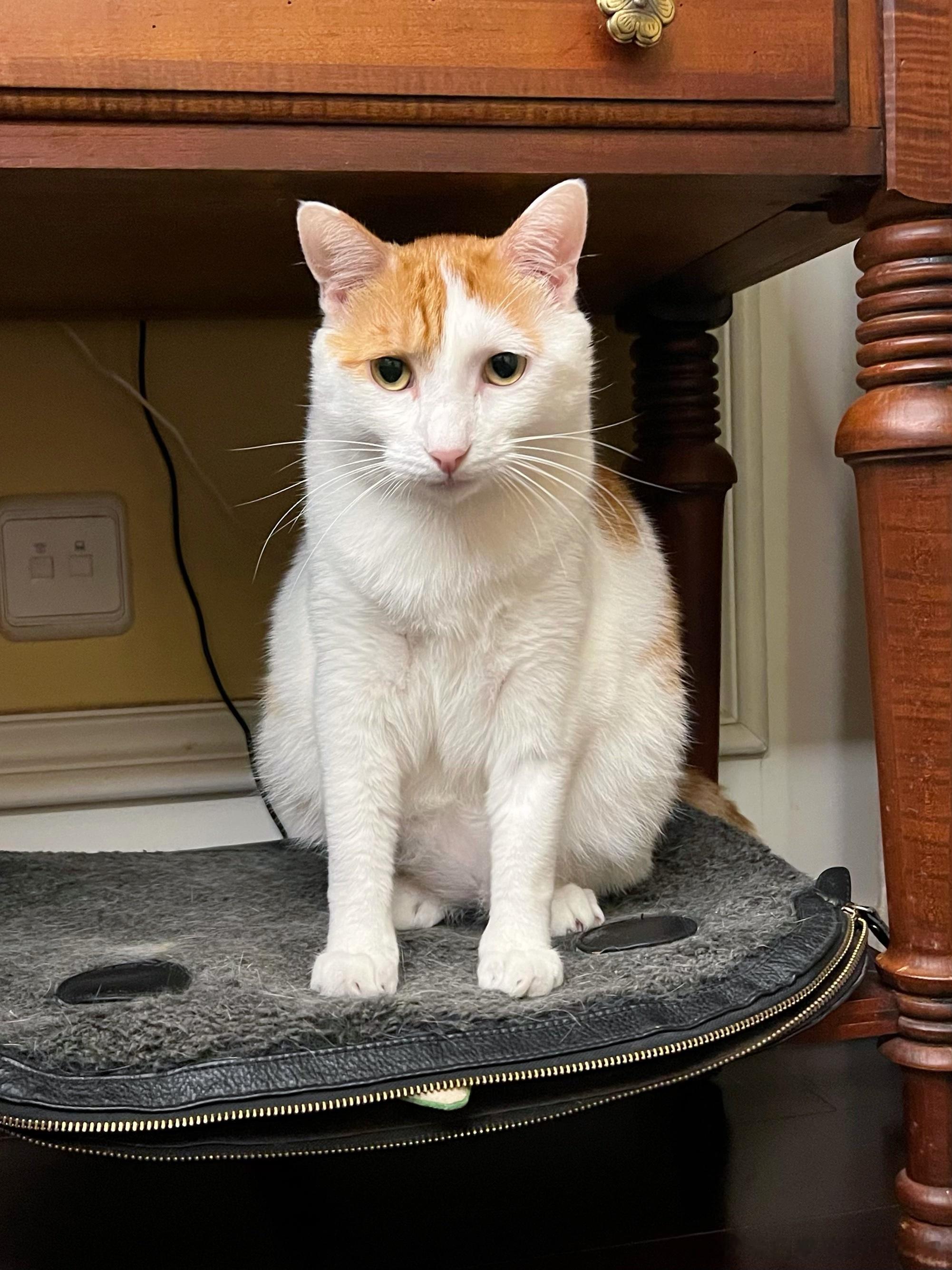 早早早！猴猴，本夫人去拉磨了，你在家磨也不能闲着，咱俩各拉各的，拉出风格，拉出水