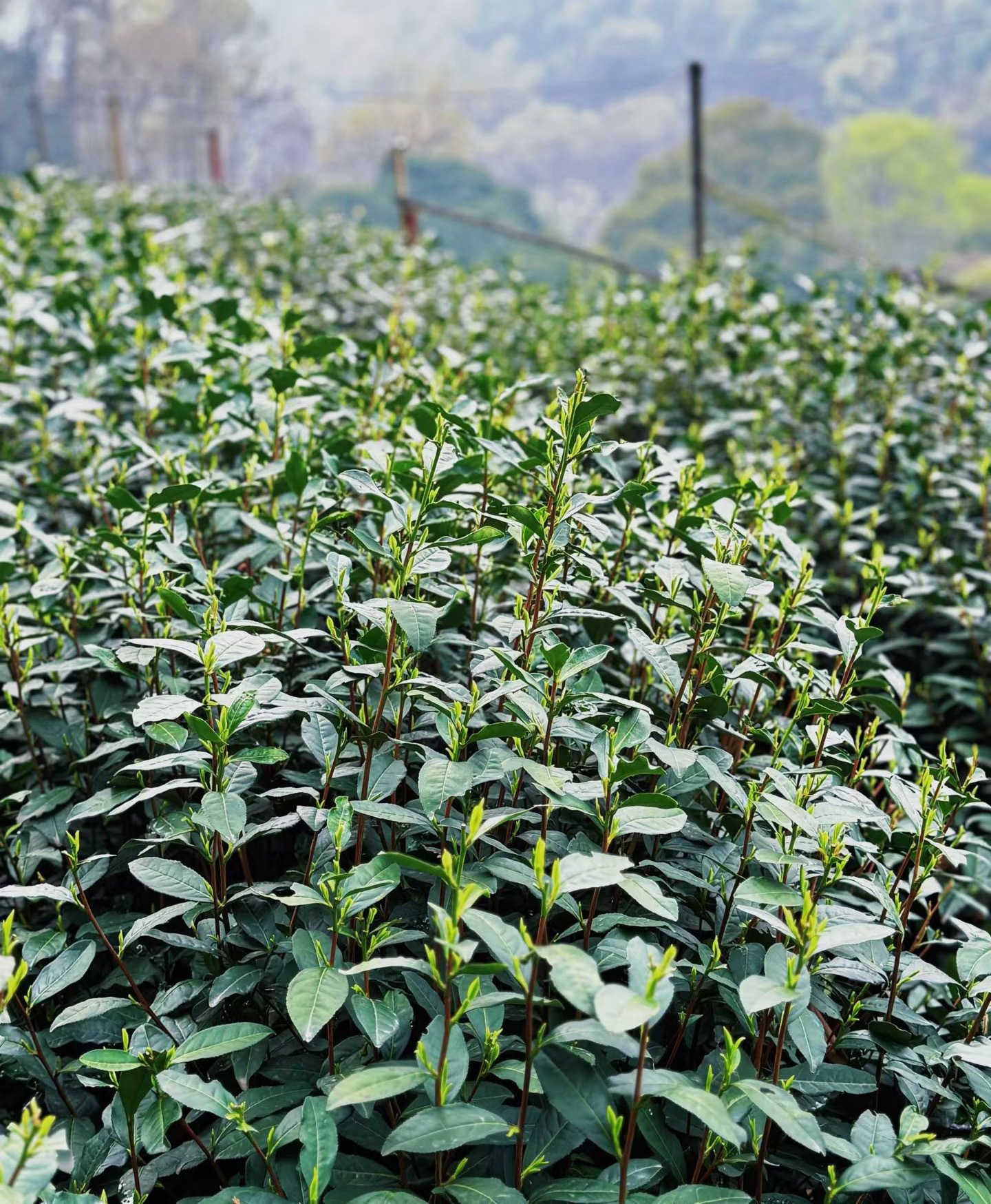 山间写满了春意期待与你 撞满杯早安🌱🌱 