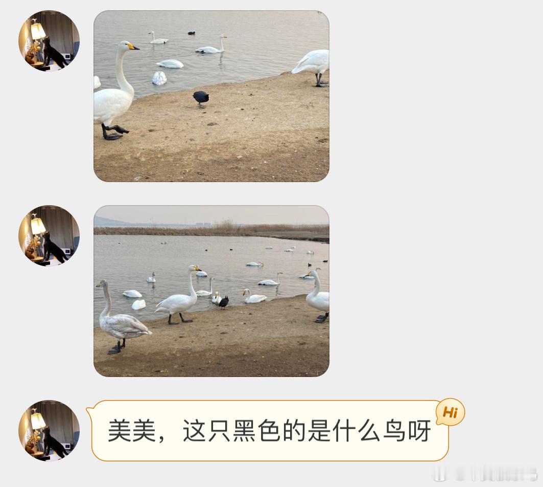 大天鹅和白骨顶鸡体型差的蛮大的！ ​​​