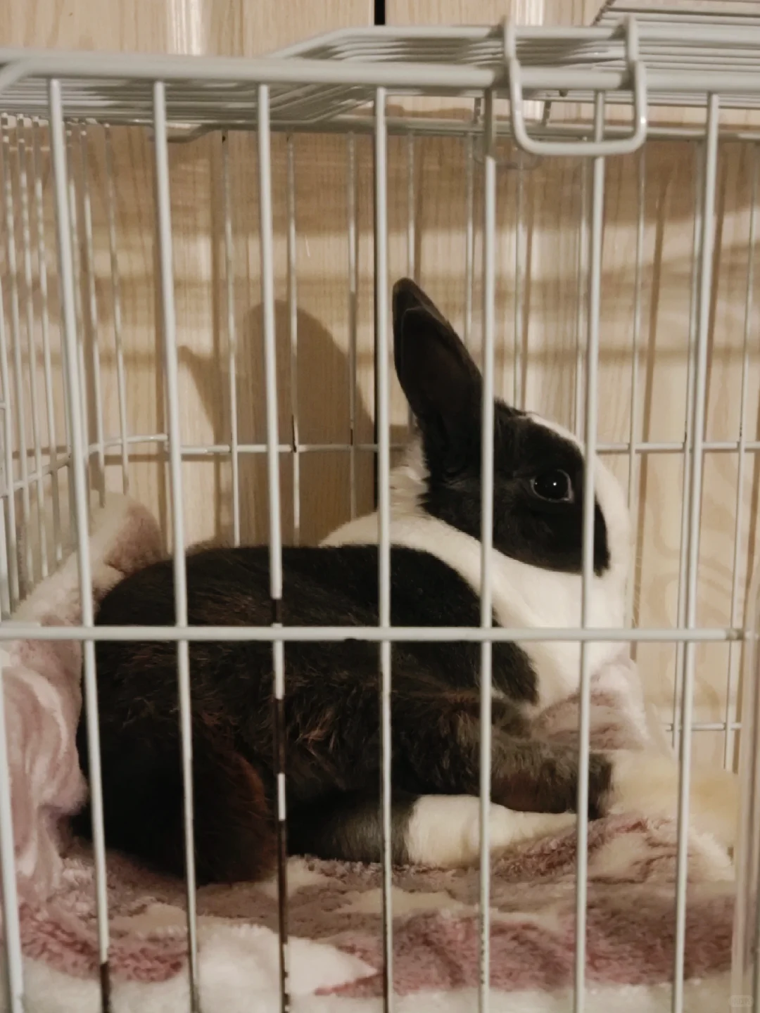 漂亮妹妹