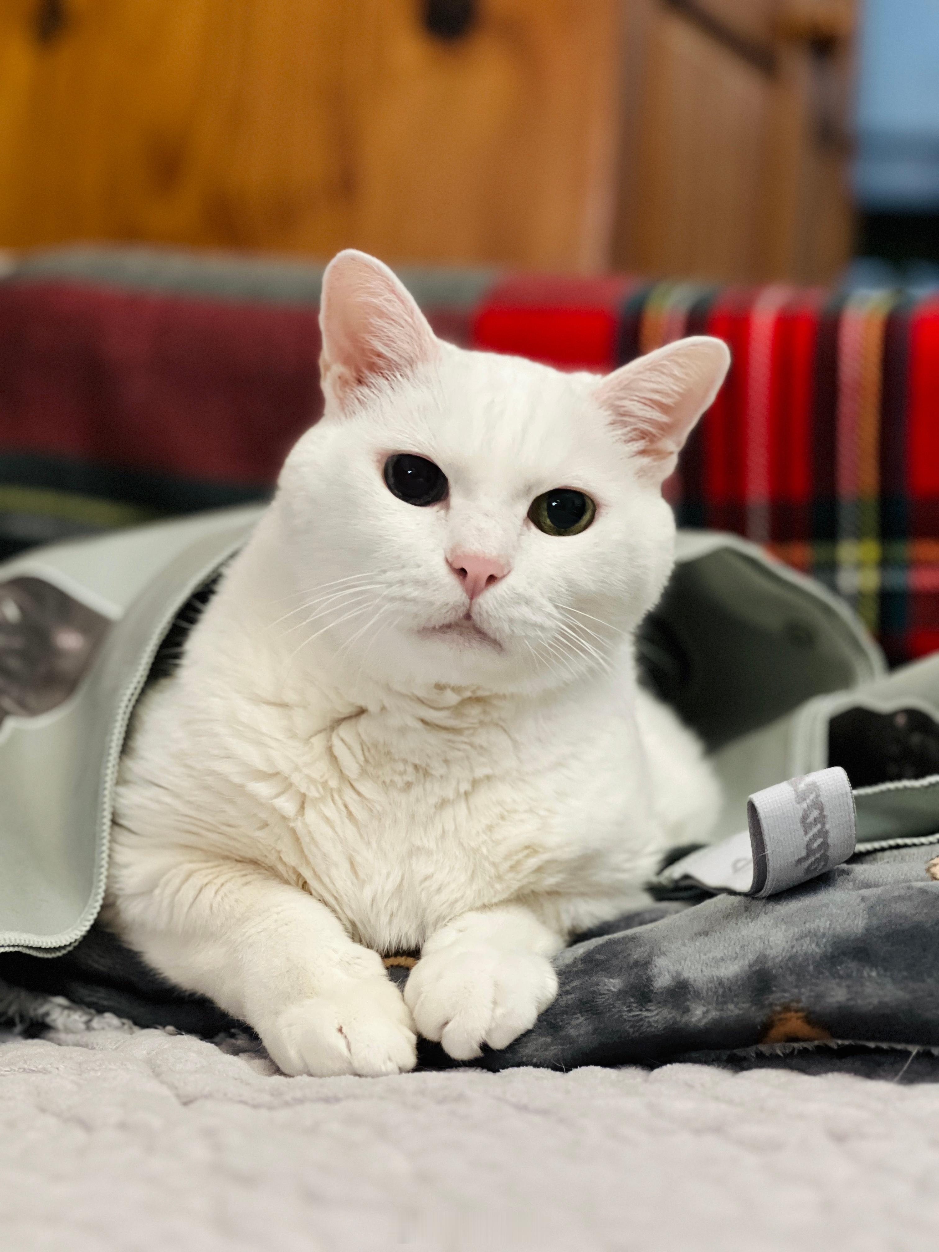 不可以太帥的老吉來說晚安 🌛願小動物們都被善待，小貓、小狗健康平安🍎 