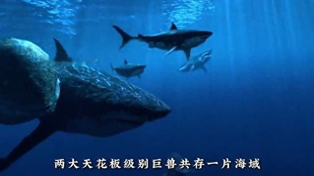 第120集｜鲸鱼    同为史前海洋天花板，巨齿鲨和利维坦鲸谁更强