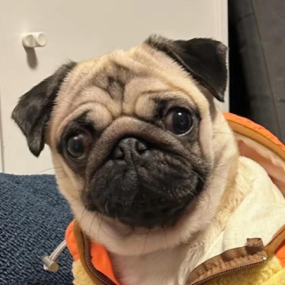 不要再说演员演技不如人了
只要用心，都可以演的不错
你看就像道哥呢，不是说动物的