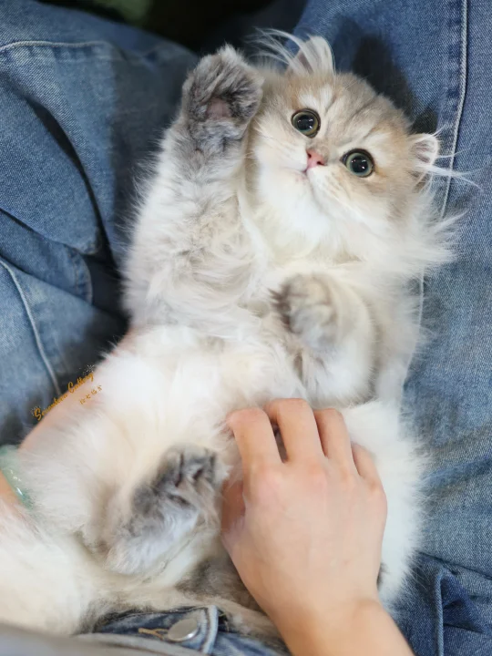 Jio毛怎么乱飞😲