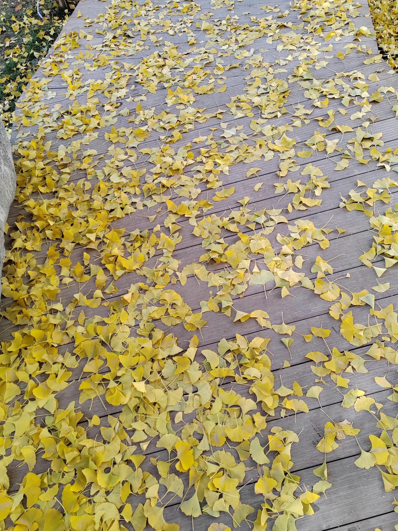 你能分享你家附近公园的照片吗