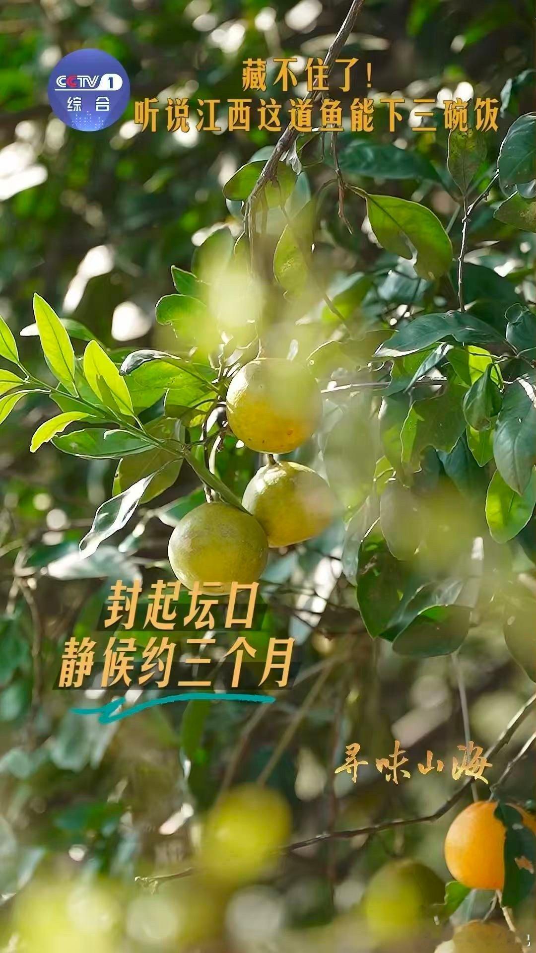 下饭菜又多一个选择江西吃鱼等3个月下3碗饭  舌尖上的时间艺术！湖口酒糟鱼在坛中