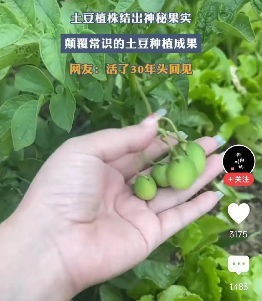 现在网友这么没见识吗？连土豆结果都没见过啊！
 刷到个离谱视频——有人兴奋举着土