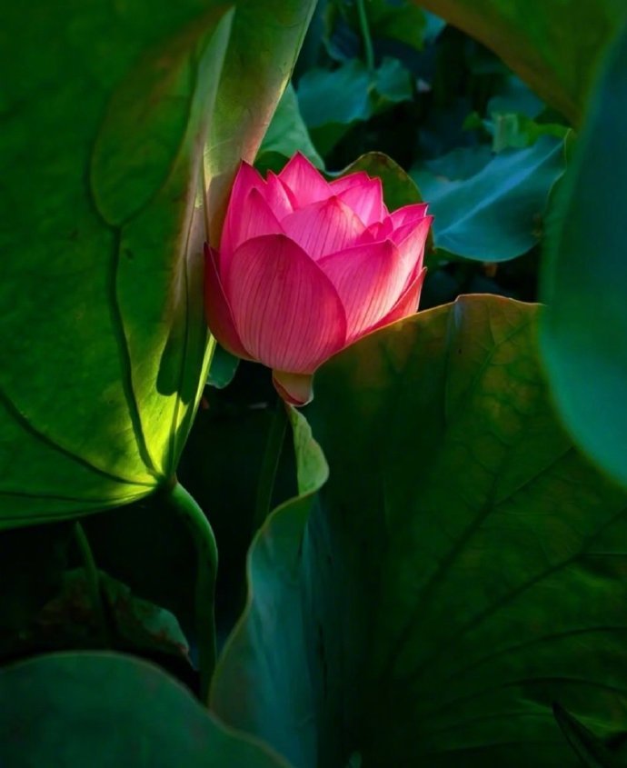 秒转后  好运莲莲 