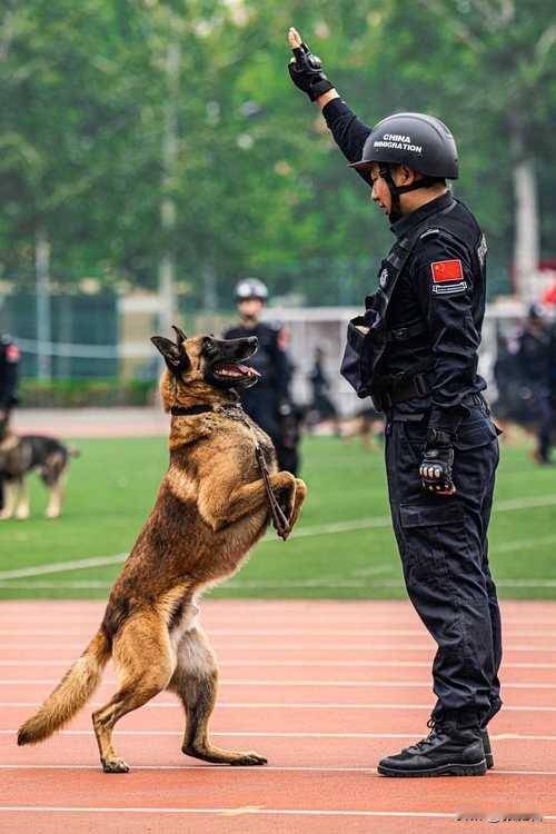 我国大学的五大神仙专业

1️⃣ 警犬技术专业（南京警察学院）
 
- 大二下每