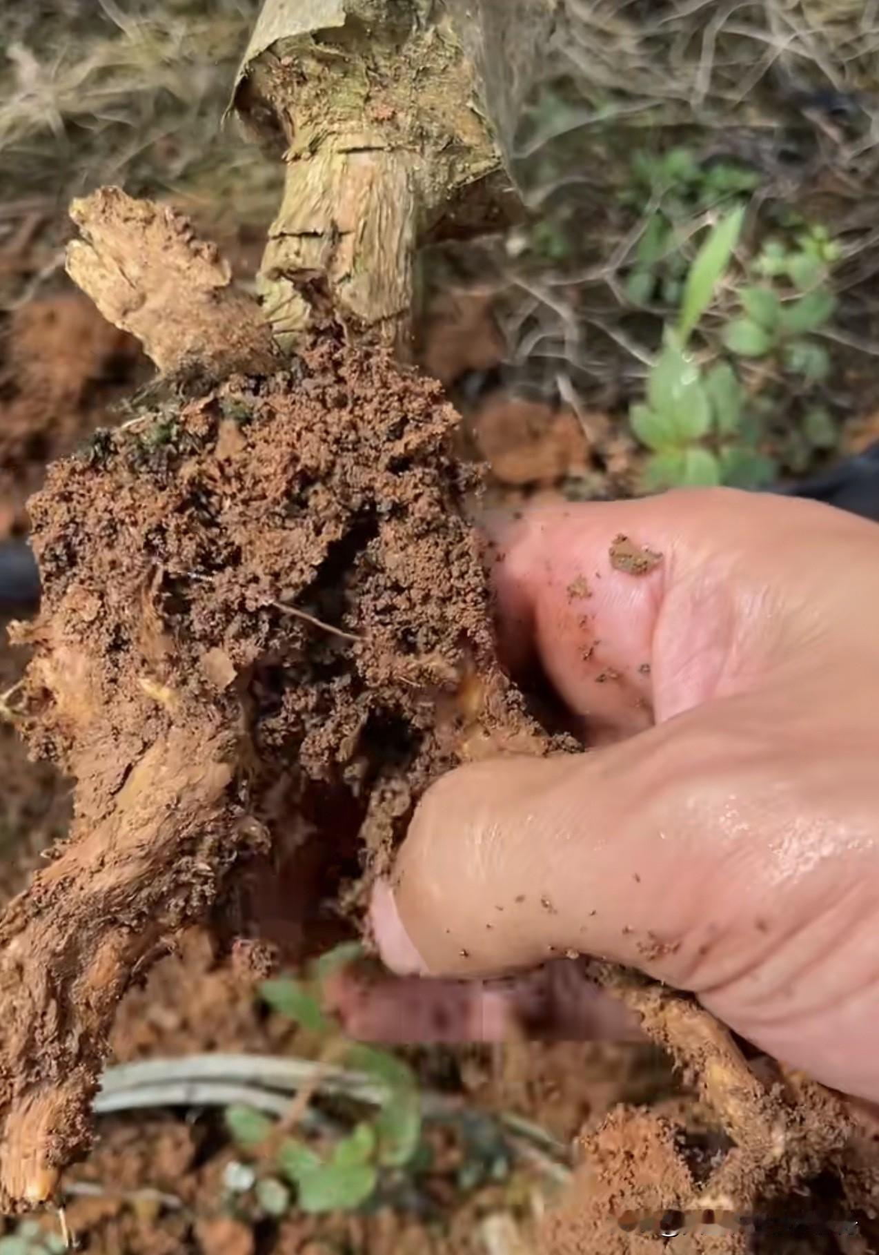 单纯用噻虫嗪叶面常规喷雾，对地下害虫只有微弱兼治效果，无法实现高效灭杀，不能作为