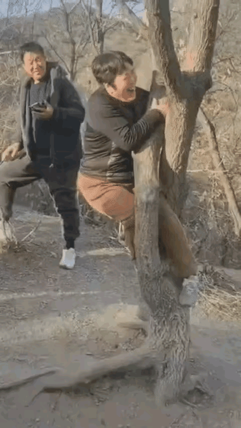 村里老槐树裂了个洞，
小孩钻着玩挺自在，
有人竟赌200块激肚子大的大姐钻过去，