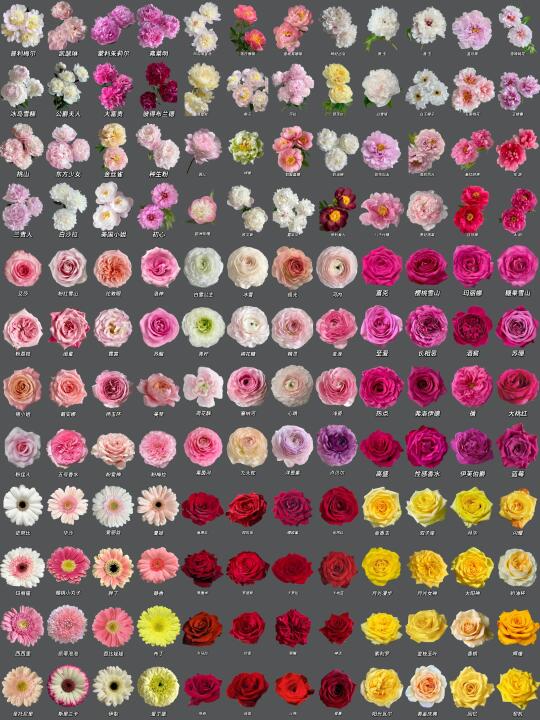 识花系列｜花材品种大全