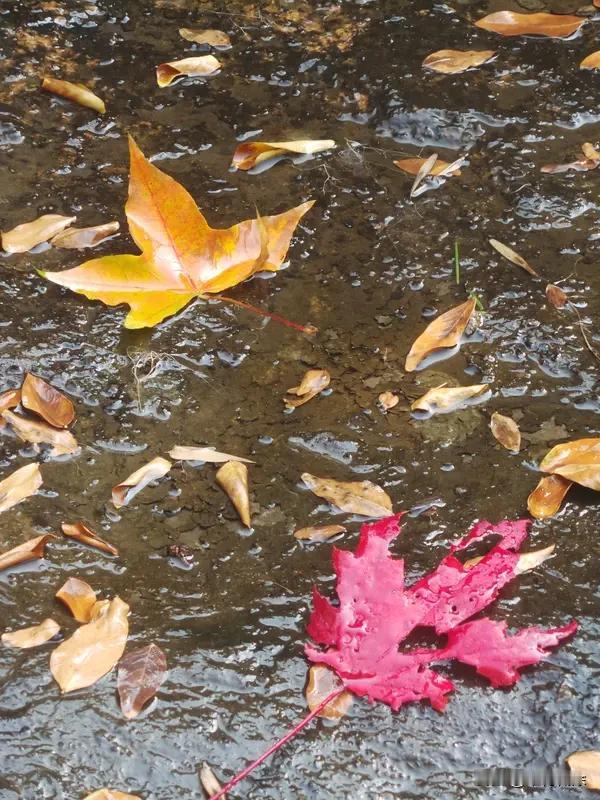 家人们，看到“秋雨无心敲落叶”这个上联，瞬间就被那股意境拿捏了。秋雨淅淅沥沥，不