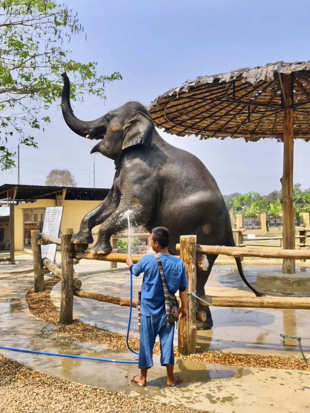 距离市区20分钟车程🚗最近的大象咖啡馆
