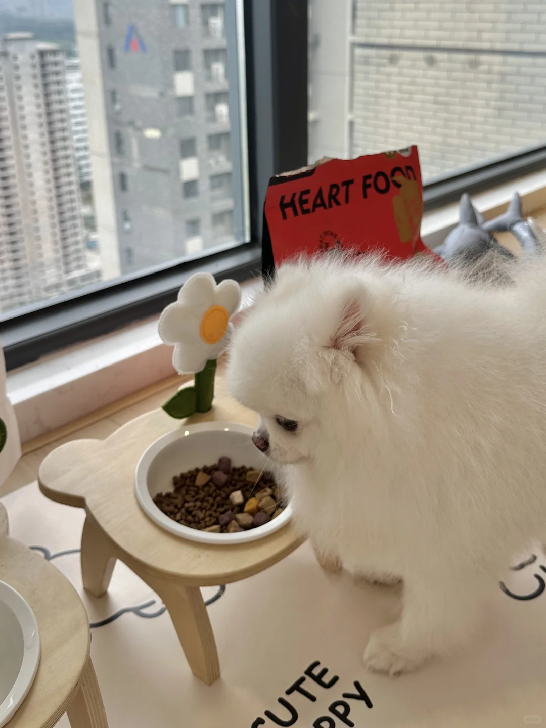 麻麻酱还养嘛？瓦达西不用吃狗粮的吗！？
