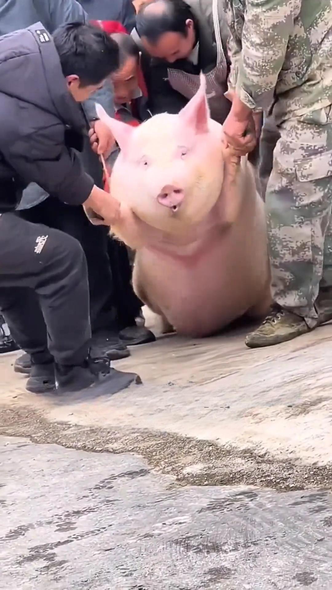 眼看“杀年猪”这事儿越来越火，大有演变成全民狂欢的架势，官方终于坐不住，出来“泼