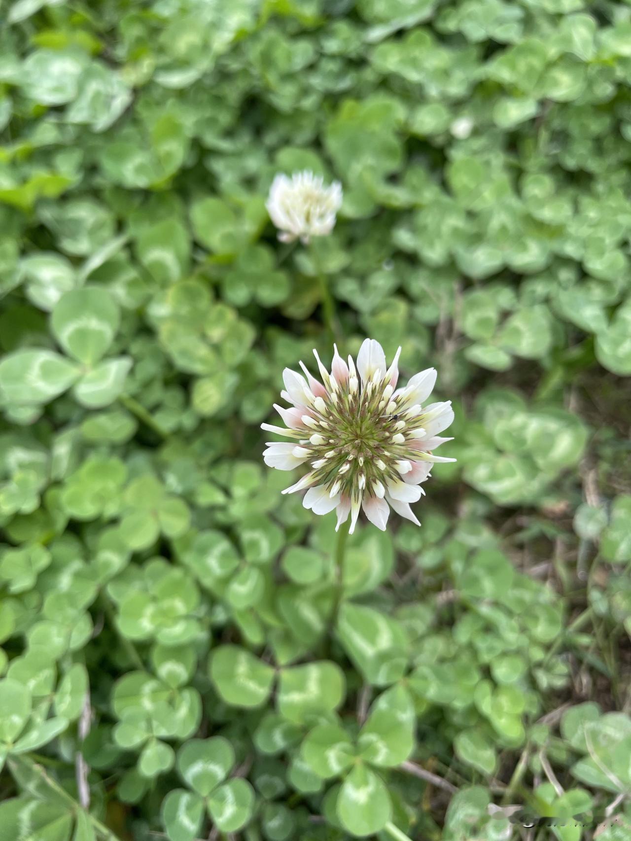 路边绿地里，有很多三叶草，三叶草也是会开花的哦，早上上班路上就拍到了，这一天都好