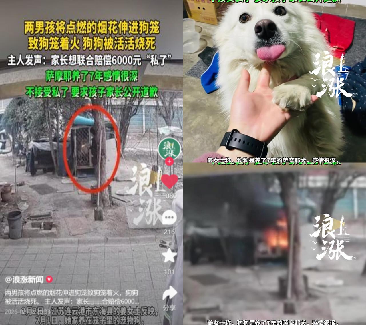 萨摩耶被烧死，6000元私了遭拒

俩孩子把点燃的烟花扔进狗笼，养了7年的萨