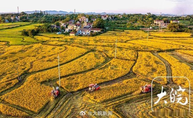 【#合肥这里稻田金黄丰景如画#】10月3日，合肥市庐江县龙桥镇盆型村稻田一片金黄