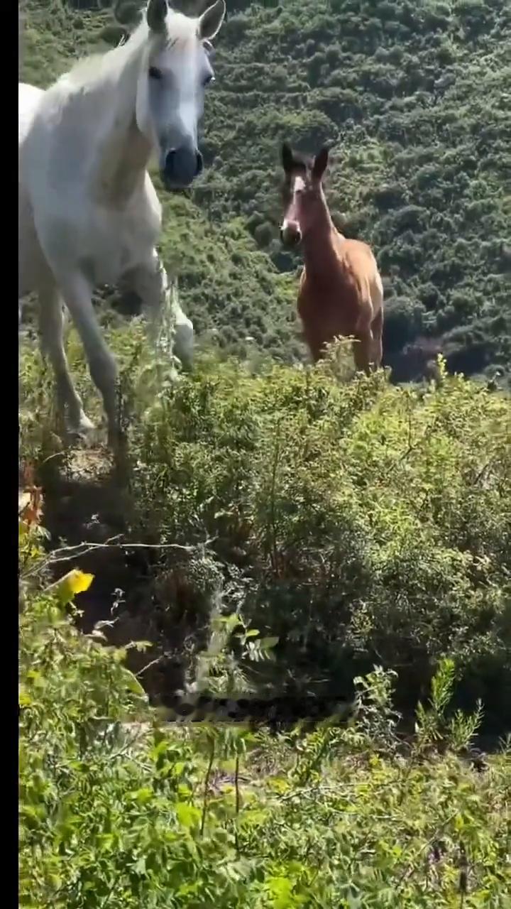 会点头的马。
在高山上突然撞见几匹马，本来只是山间一段寻常的偶遇，没什么特别，可