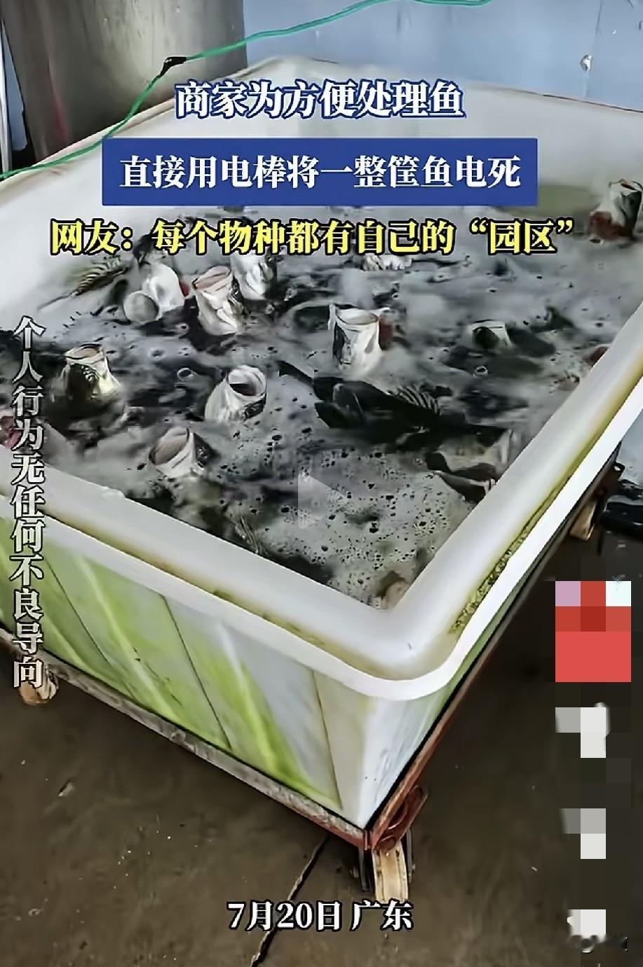 商家为了方便处理鱼，一下子将一整筐鱼电死。
看似残忍，其实已是很选进了，比抓起来