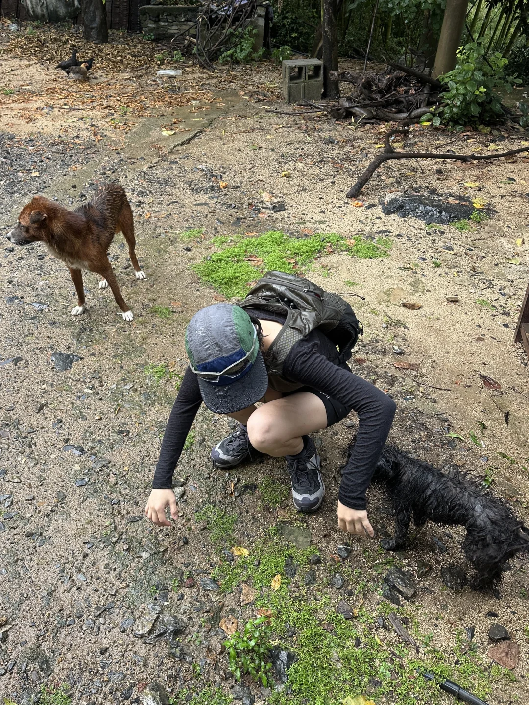 章里古道的🐕‍🦺“小拖把”，你还好吗？