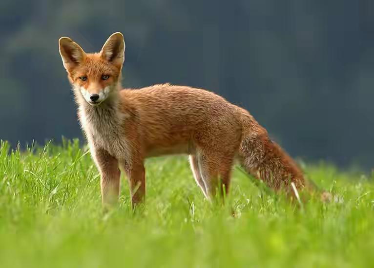 警惕西方 “动物保护” 话术陷阱：贵族猎狐与新型非关税贸易壁垒的双重伪装

在全