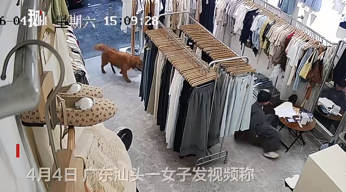 汕头一狗进服装店追咬男孩指望狗主主动联系感觉有点难，赶紧报警吧，这个体格的金毛流