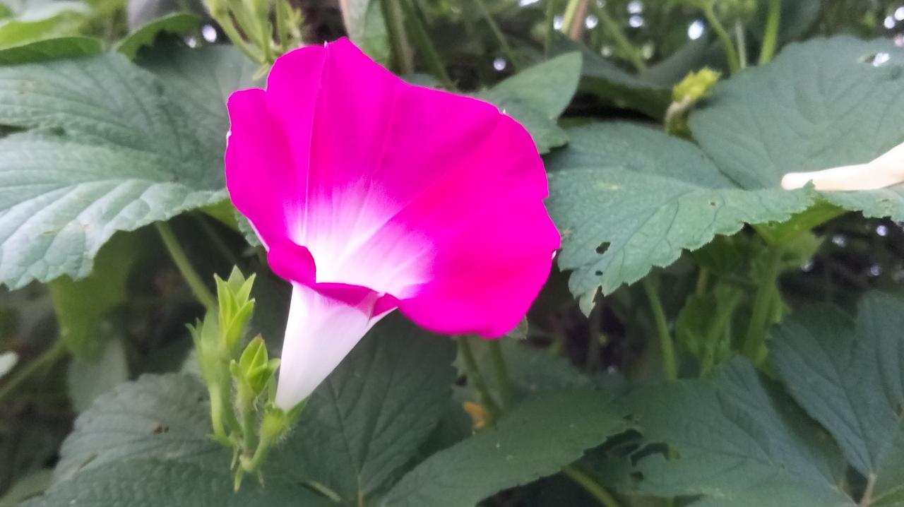 你拍的花是什么样子的喇叭花。