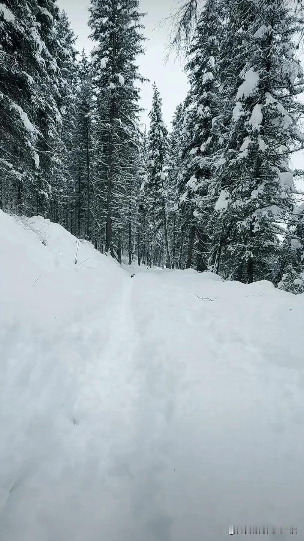 #漫天飞舞的雪花是不是很有意境感?#好美的雪景。