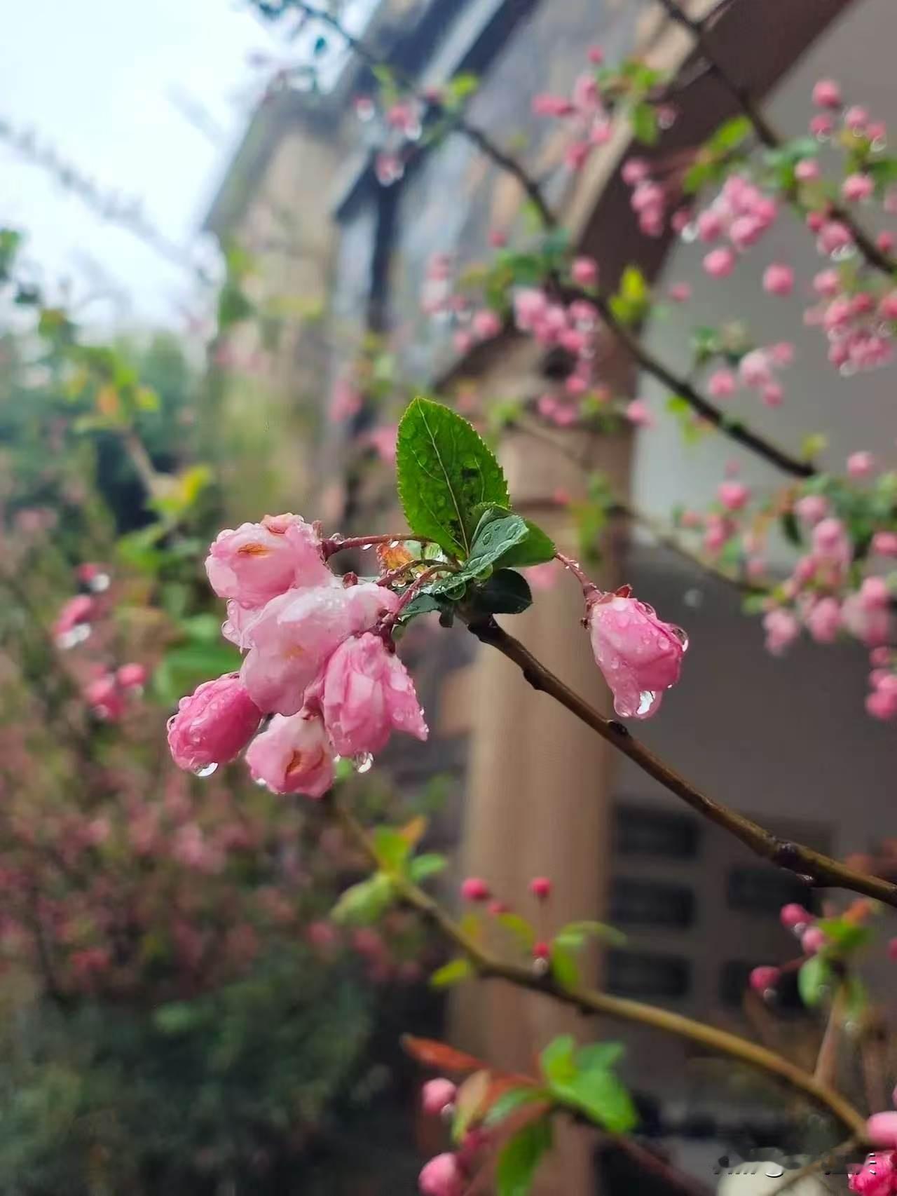 七绝·海棠花
嫩红浅白映青葱，半掩娇羞韵不同。
一霎胭脂经雨透，盈盈欲语向春风。