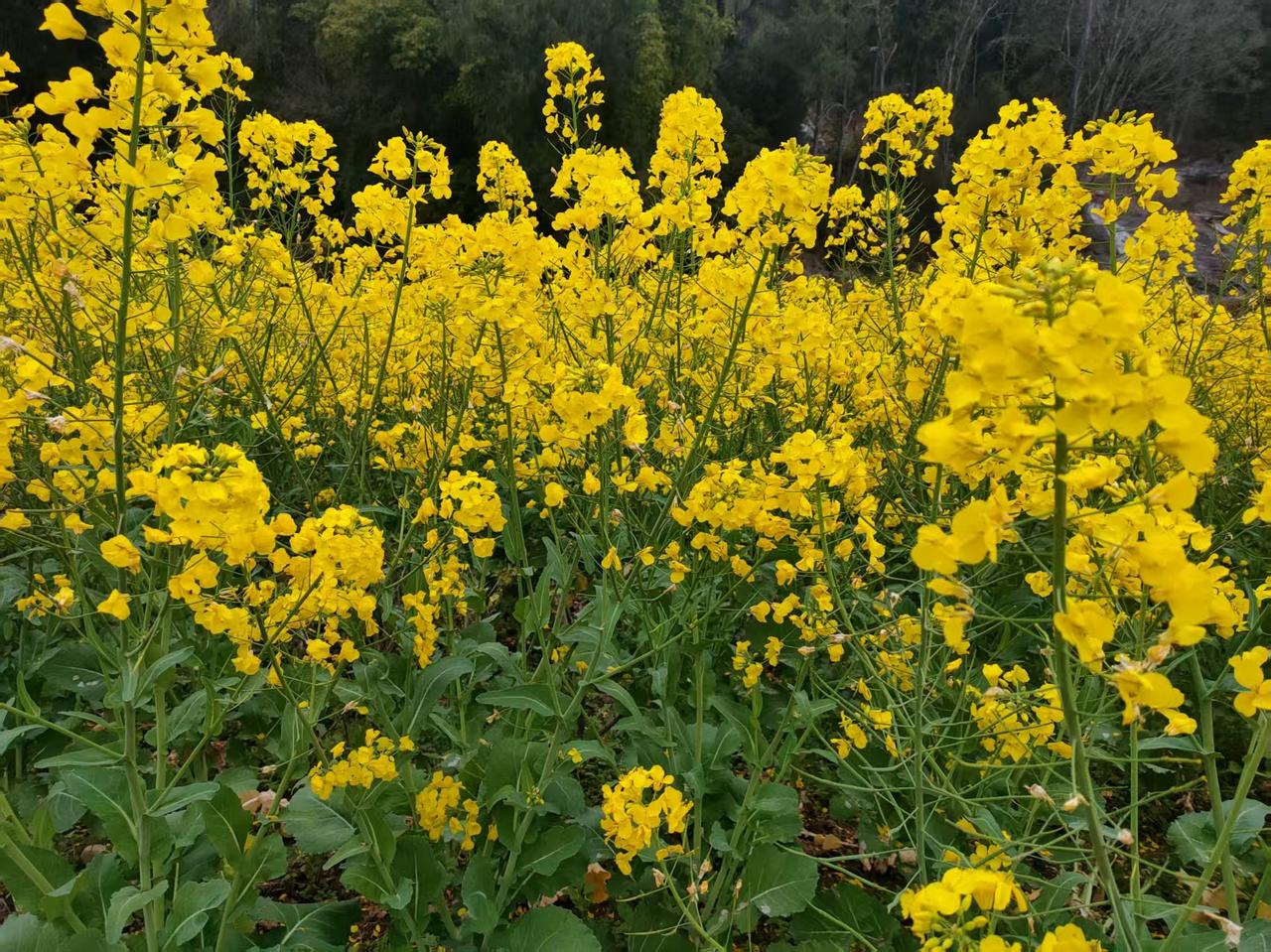 山间的油菜花开了，
一小片一小片地的油菜，且不连成片，油菜花在树林畔格外的耀眼。