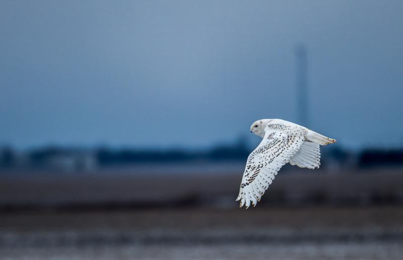我梦见我与雪鸮对话。我：你为啥不像鹈鹕和秃鹫那样去露天饲养场呢？雪鸮：我宁愿呆在