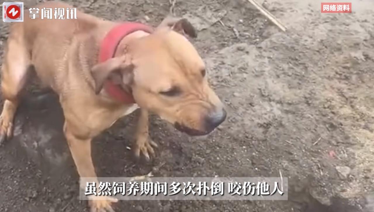 悲剧还是发生了！河南，一男子在自家的羊场里养了3只大型烈性犬，曾经多次咬伤扑倒路