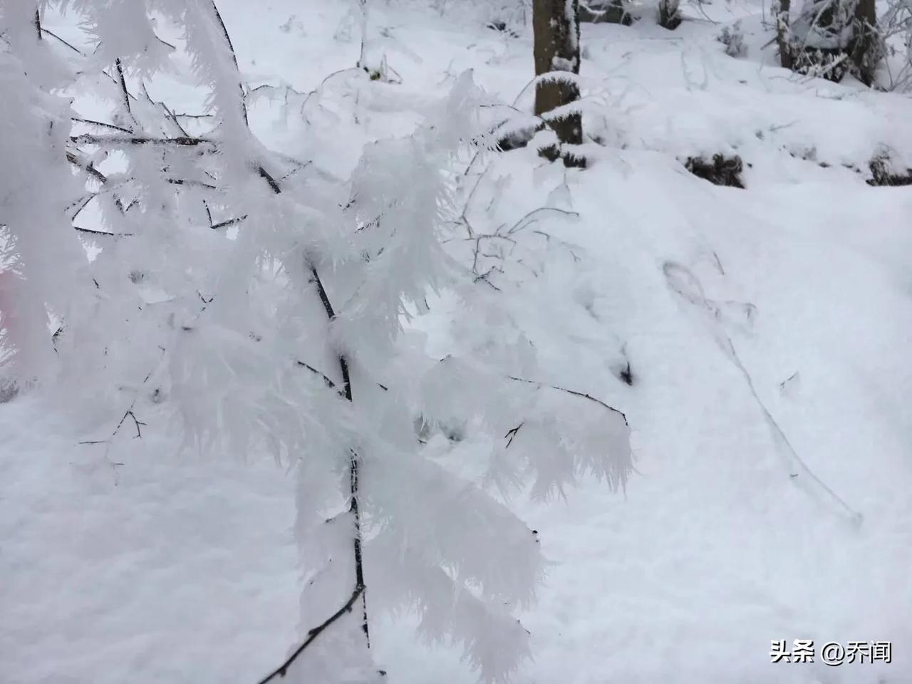 【琼花落下满山白】
琼花落下满山白，几许红梅点点开。
惆怅门前三尺厚，何时踏雪慰