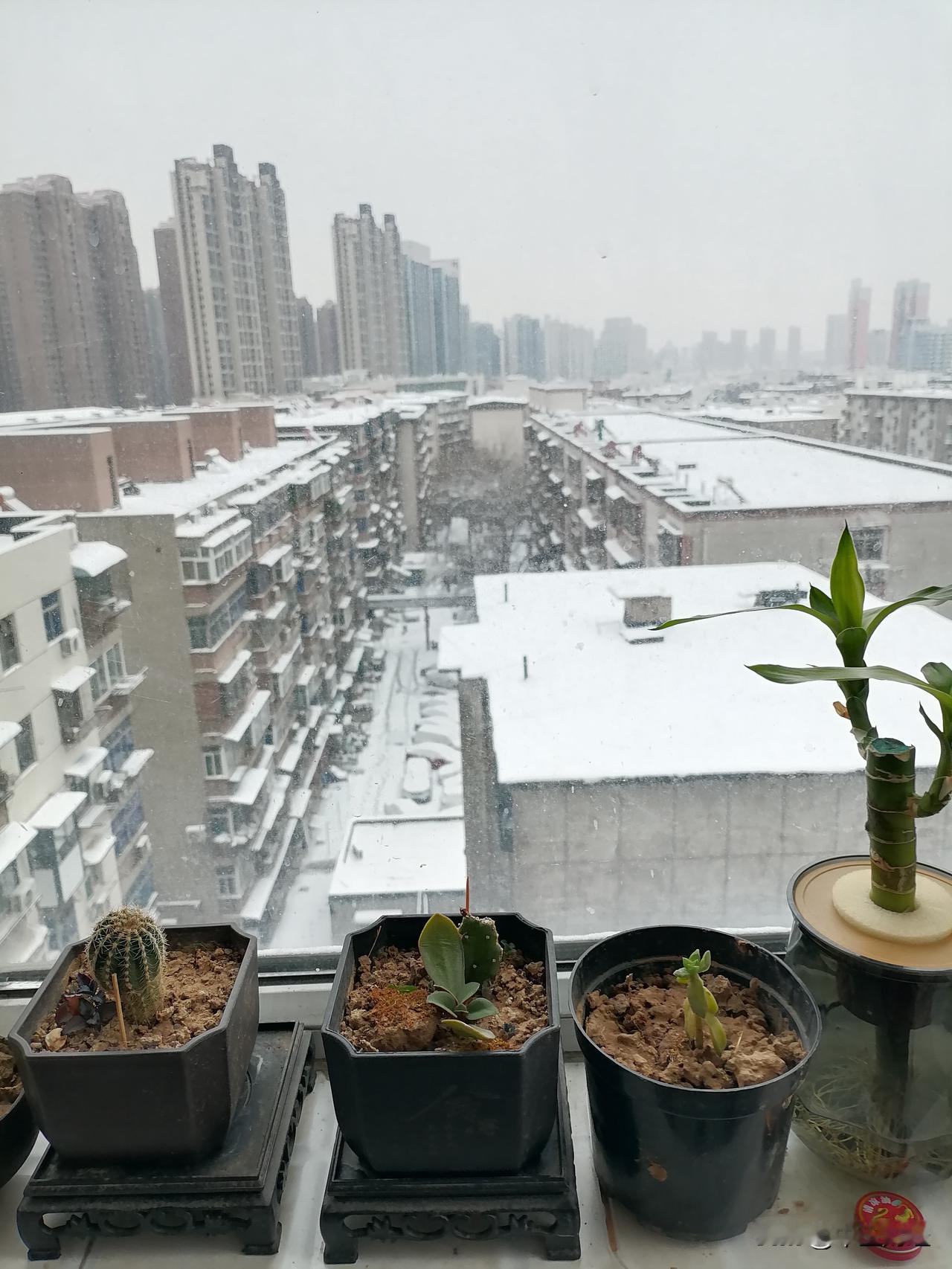窗外，是一片白雪皑皑的世界！
阴雾穿透云层，雪花渐渐停歇。这场雪，掩埋了往昔的遗