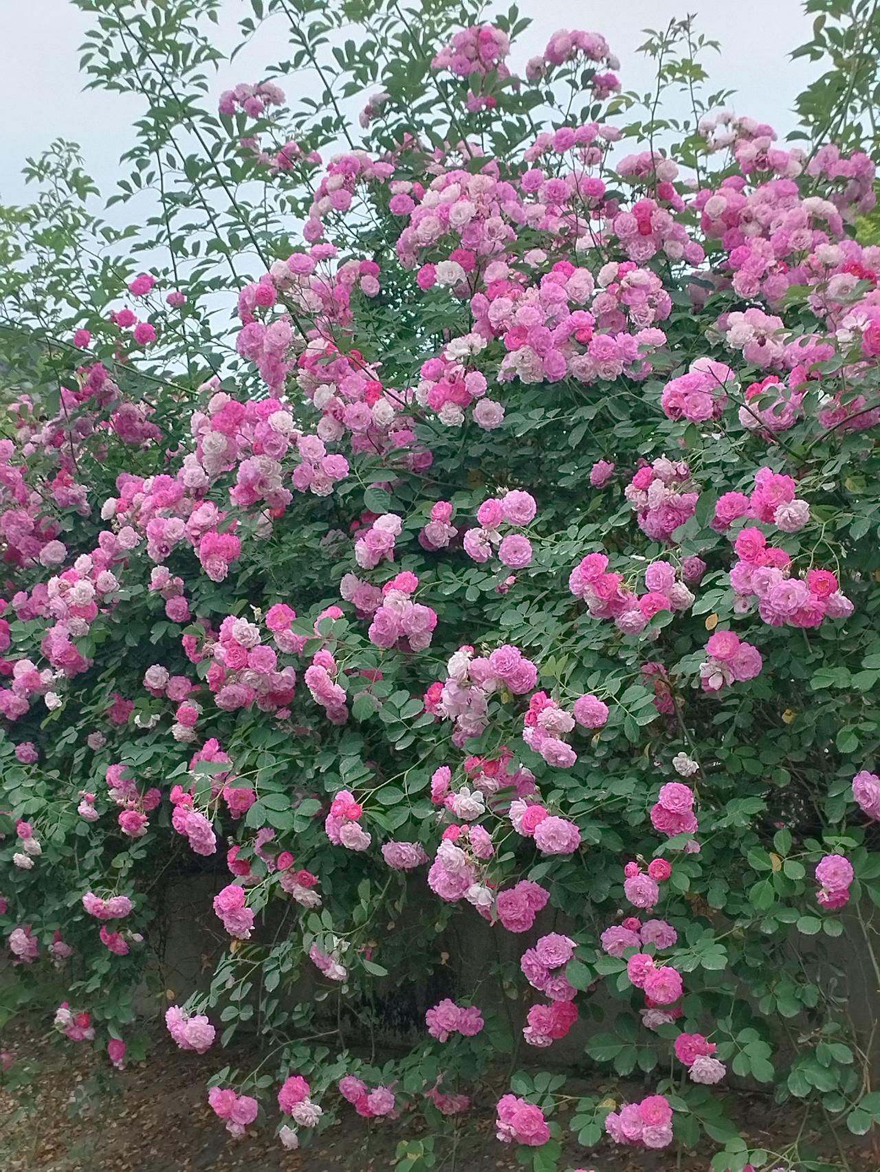 上联是“古有快马送信”，表达的是古代用快马传递信息的情景，带有一种传统、迅捷的意