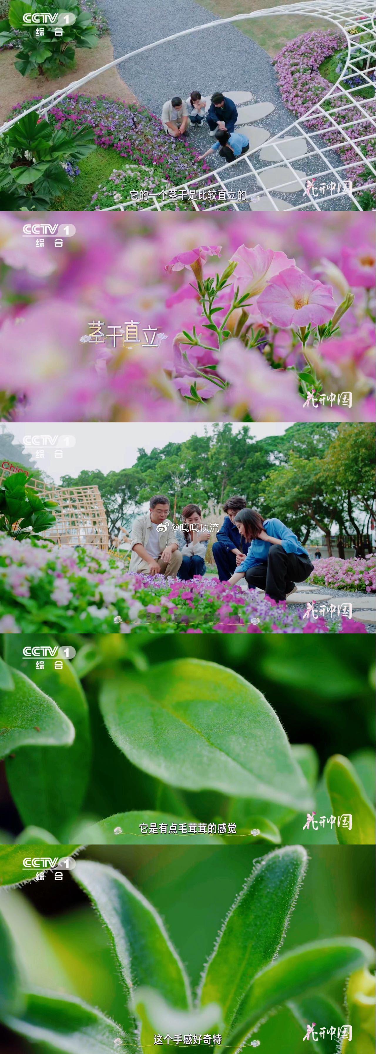 这种花竟和茄子是一家矮牵牛和牵牛花不是亲戚 植物界的“名不副实”！矮牵牛属于茄科