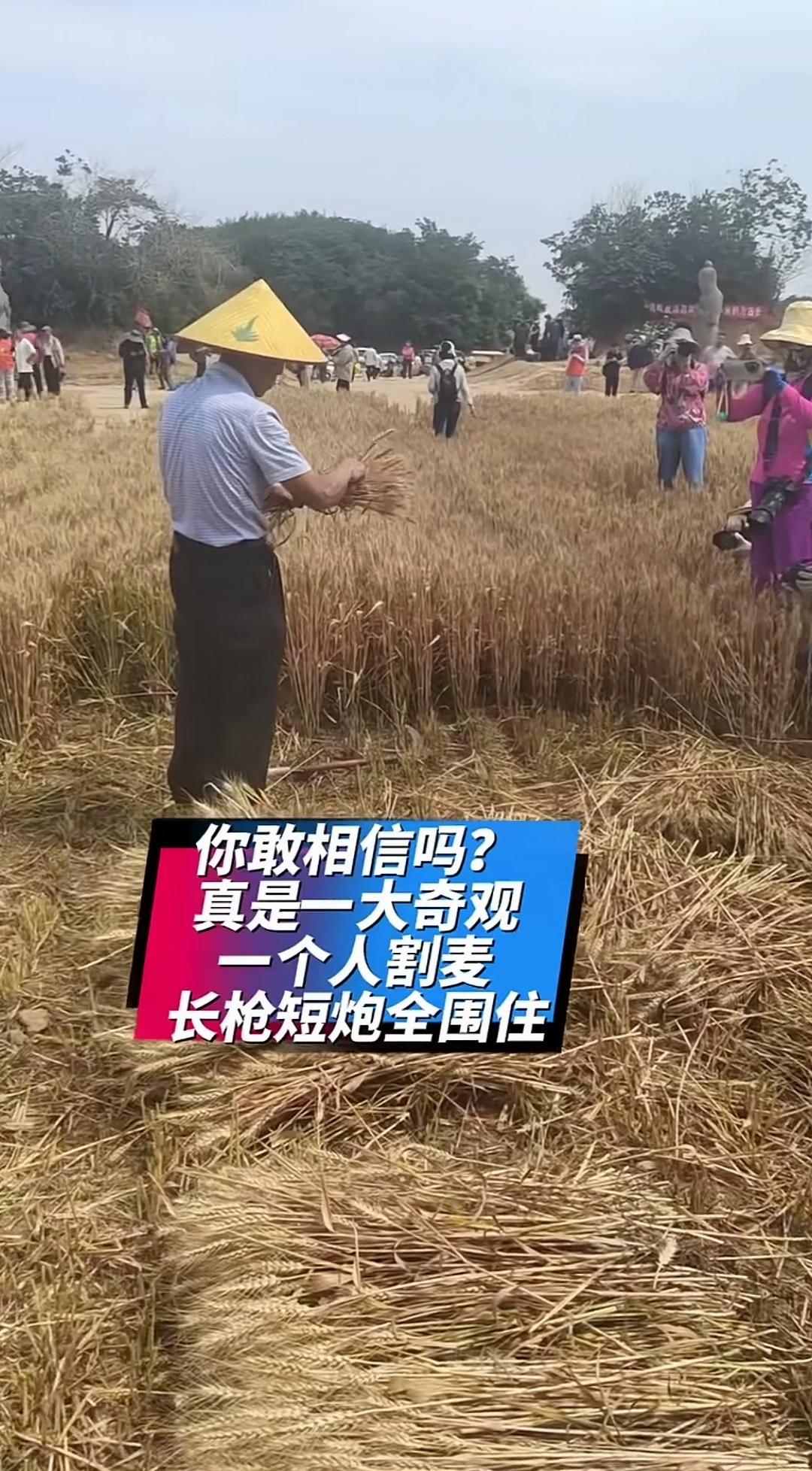 大爷日常割麦，竟引得媒体竞相拍摄。金黄的麦田里，大爷头戴斗笠，不慌不忙地俯身捆收