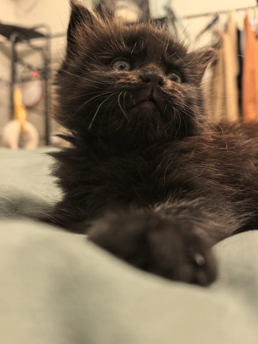 宠物|第41天，长成了乱七八糟的小猫