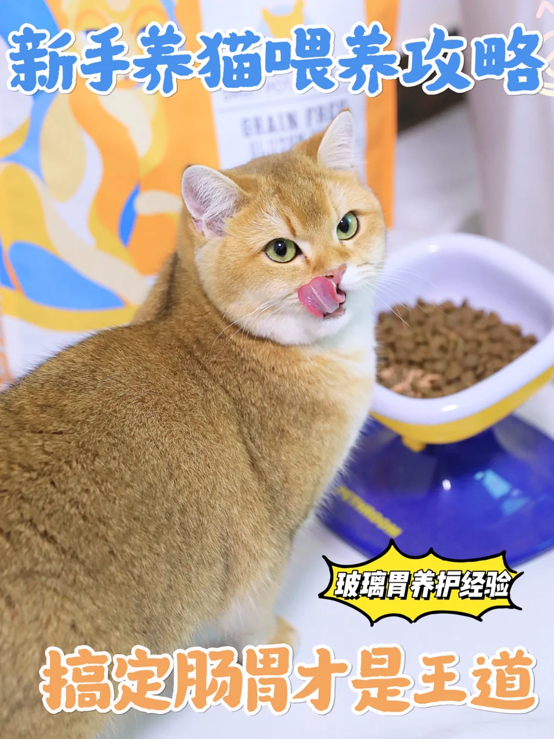 养猫新手の喂养攻略~搞定肠胃才是王道！