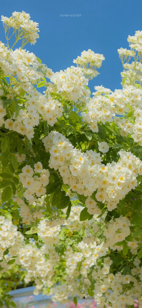 𝗦𝗵𝗮𝗿𝗲壁纸🌴 | 绿色系壁纸 | 清新壁纸 | 高清背景图 | 
