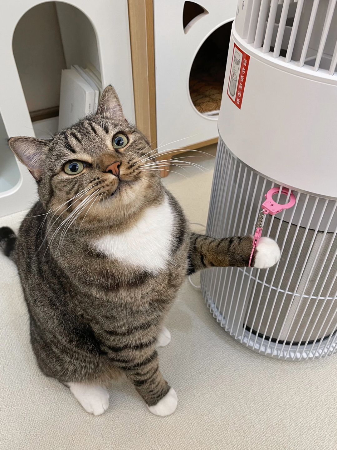 这种倔猫究竟该怎么教育啊！？