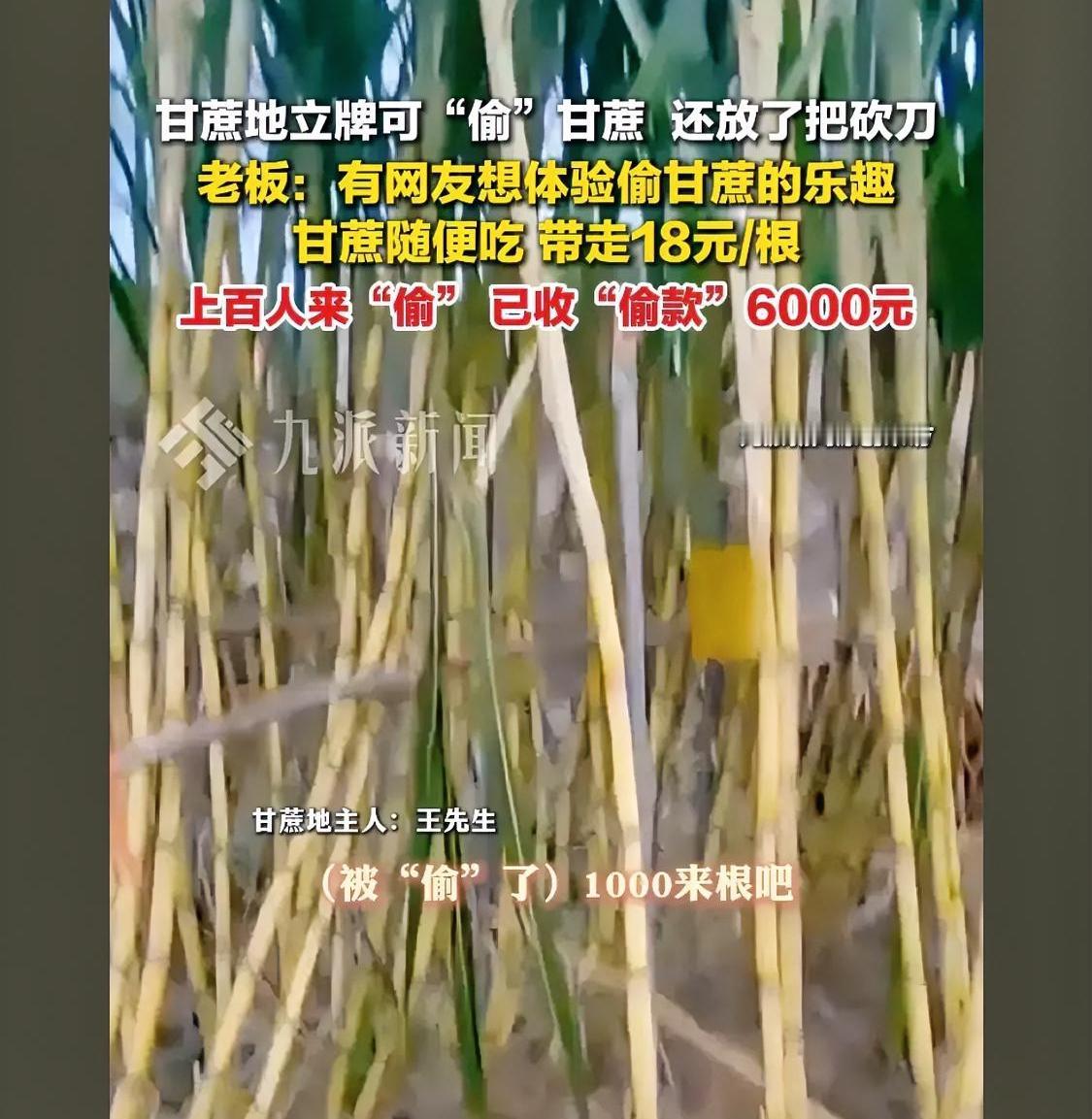 应该再加一句被主人抓住30一根，主人时不时去地里溜达一圈，再增加一点刺激感[捂脸