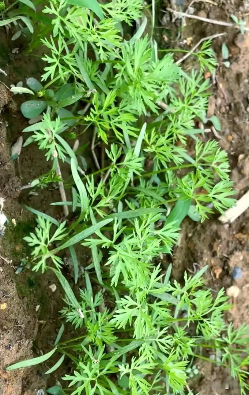 胡萝卜种植施肥有哪些要点?
 
不少新手种胡萝卜，一味猛施肥，最后萝卜分叉、长须