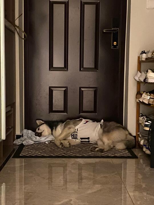 修狗也爱睡枕头❓半夜起来看见奇奇枕着衣服