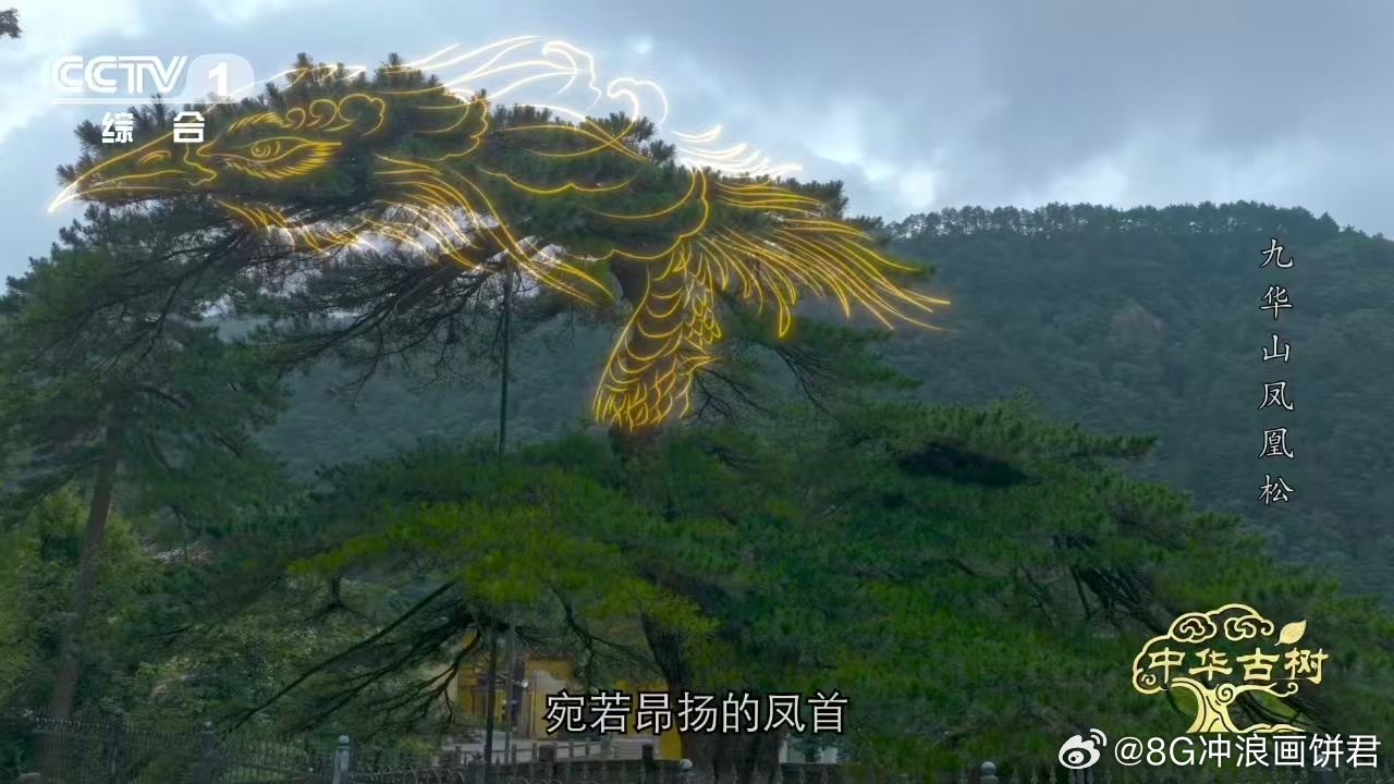 风一吹千年古松秒变展翅凤凰约1400岁古松树像一只大凤凰 1400岁的凤凰松，远