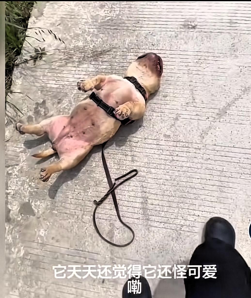 刷到这个视频让人笑出声，有位爱狗朋友养了只小懒狗，走20米的路就变成这种姿势，瞧